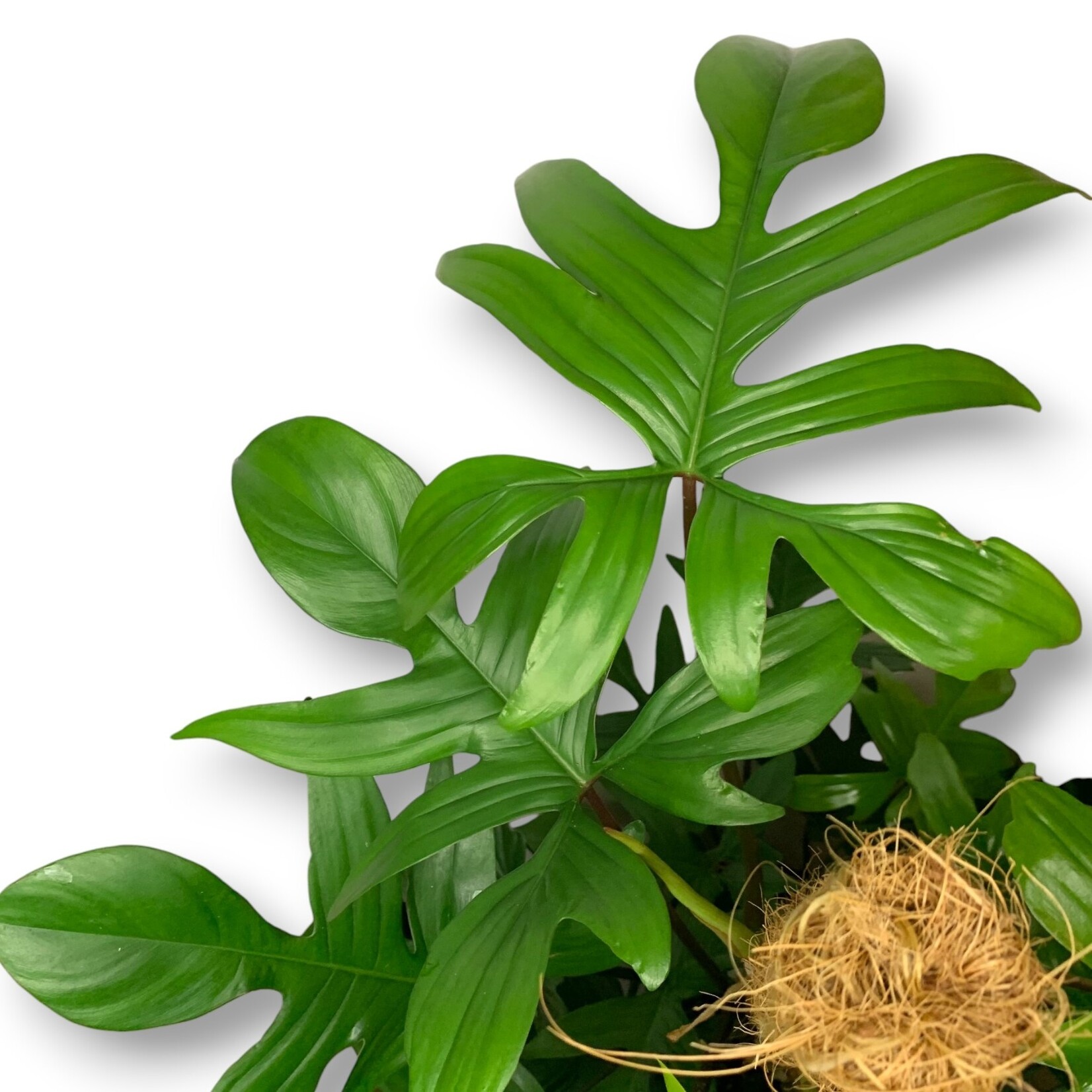 Planten Philodendron pedatum - Ø21