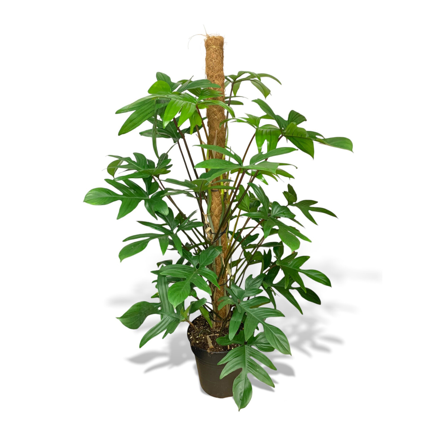Planten Philodendron pedatum - Ø21