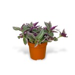 Planten Tradescantia sweetness - Ø10,50