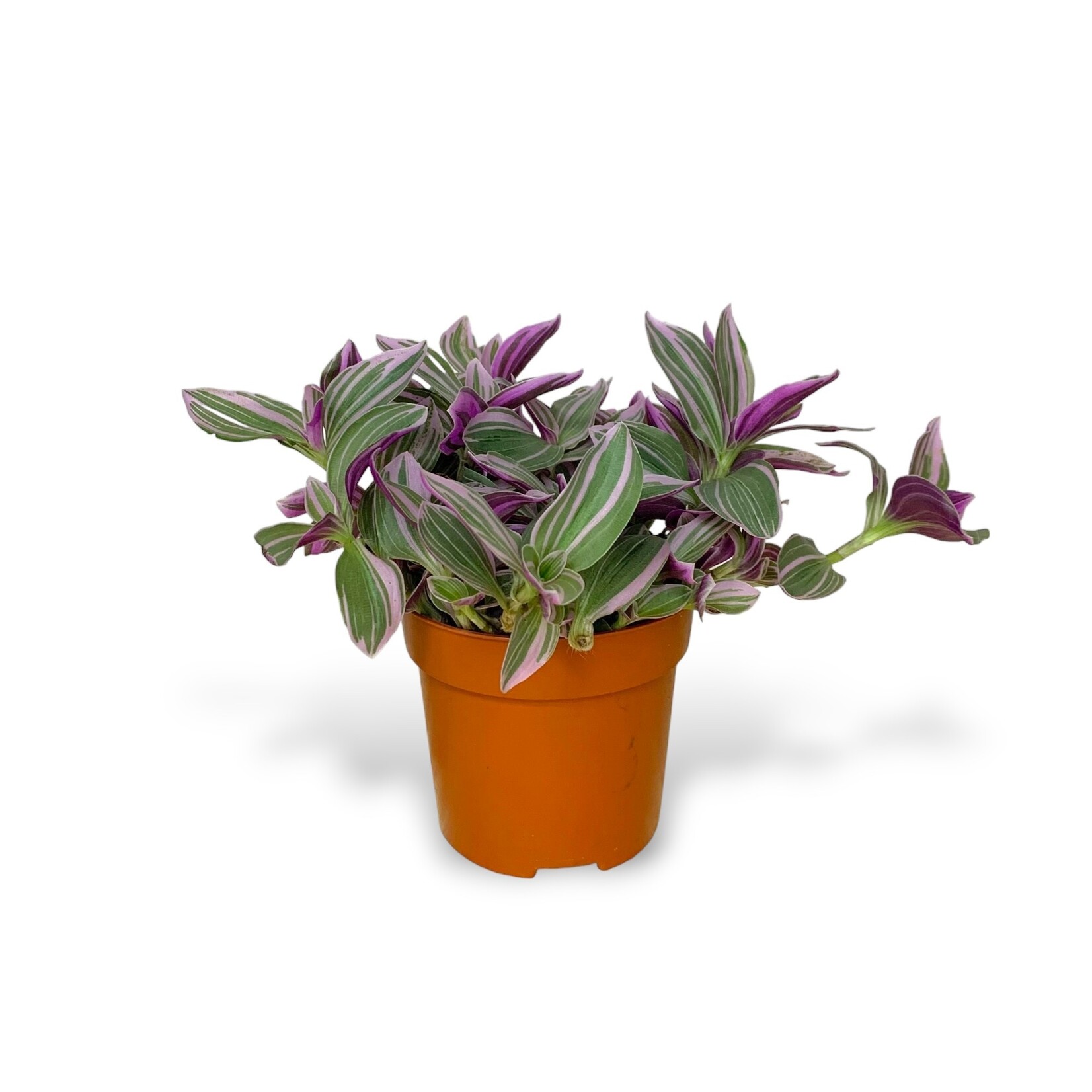 Planten Tradescantia sweetness - Ø10,50