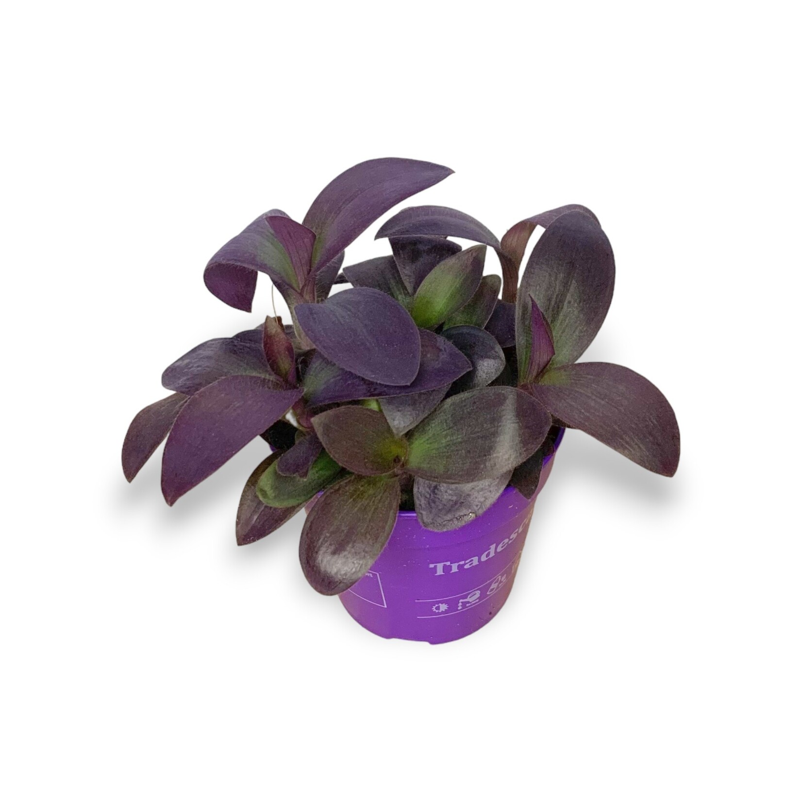Planten Tradescantia pallida purple - Ø12