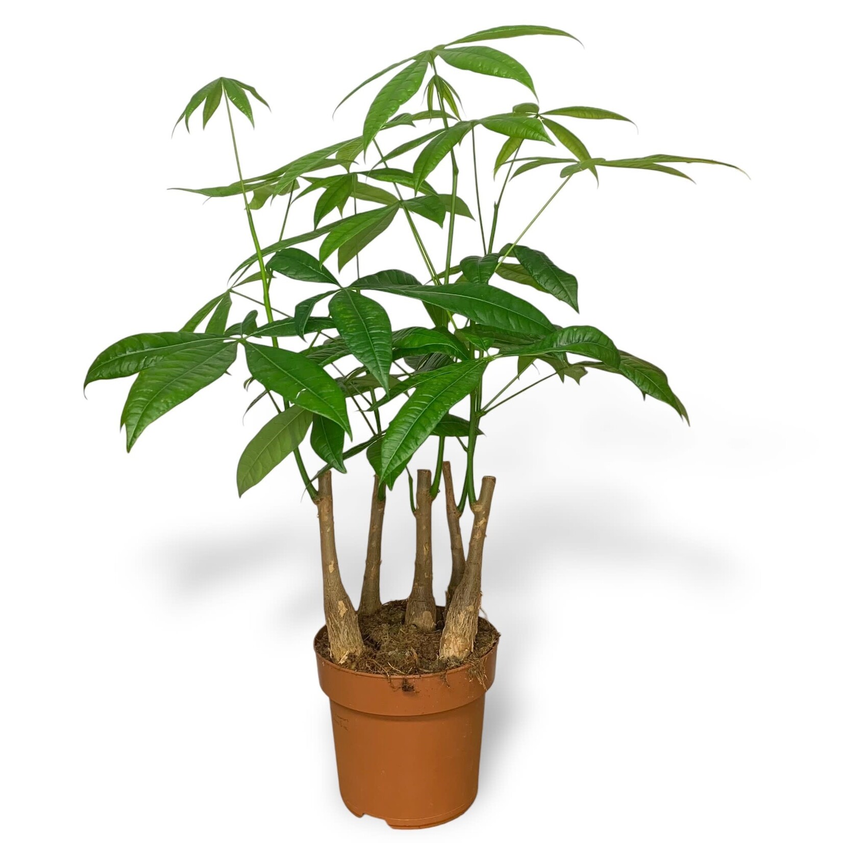 Planten Pachira Aquatica - Ø17