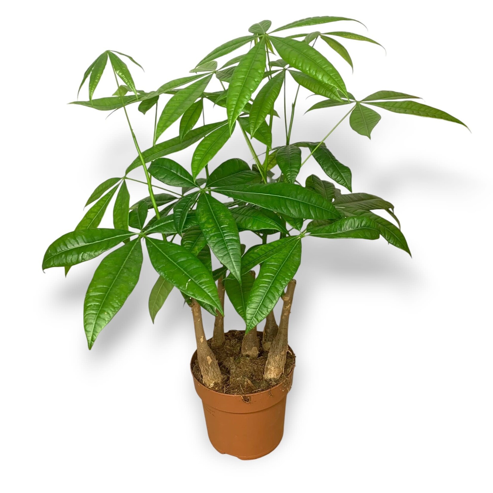 Planten Pachira Aquatica - Ø17