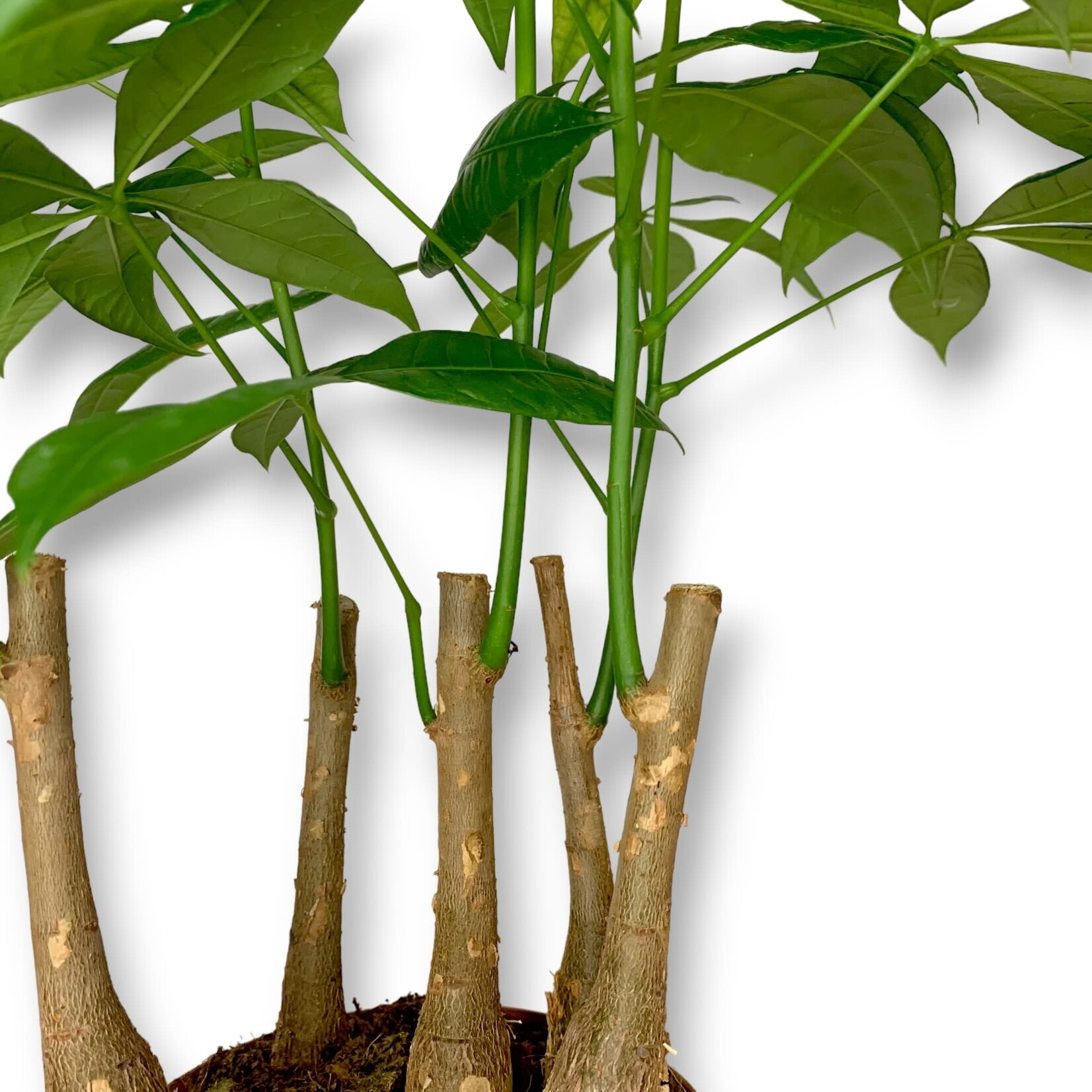 Planten Pachira Aquatica - Ø17