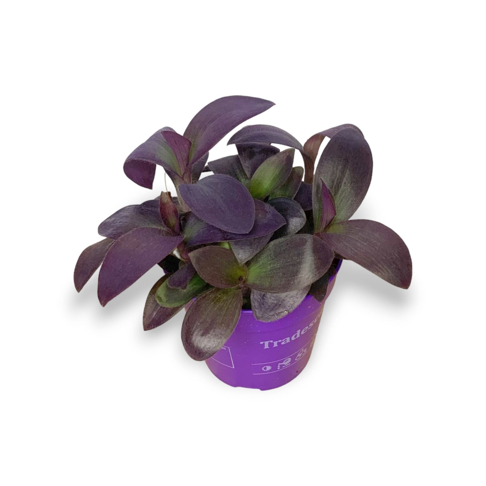 Planten Tradescantia pallida purple - Ø12