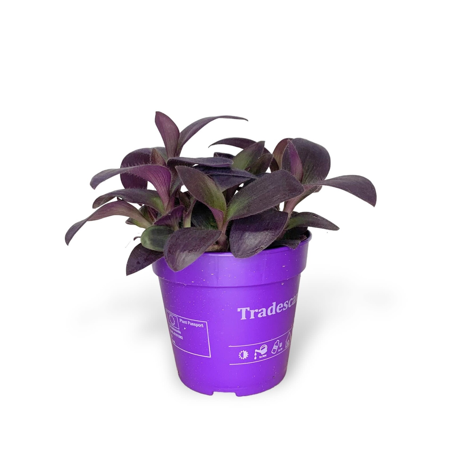 Planten Tradescantia pallida purple - Ø12