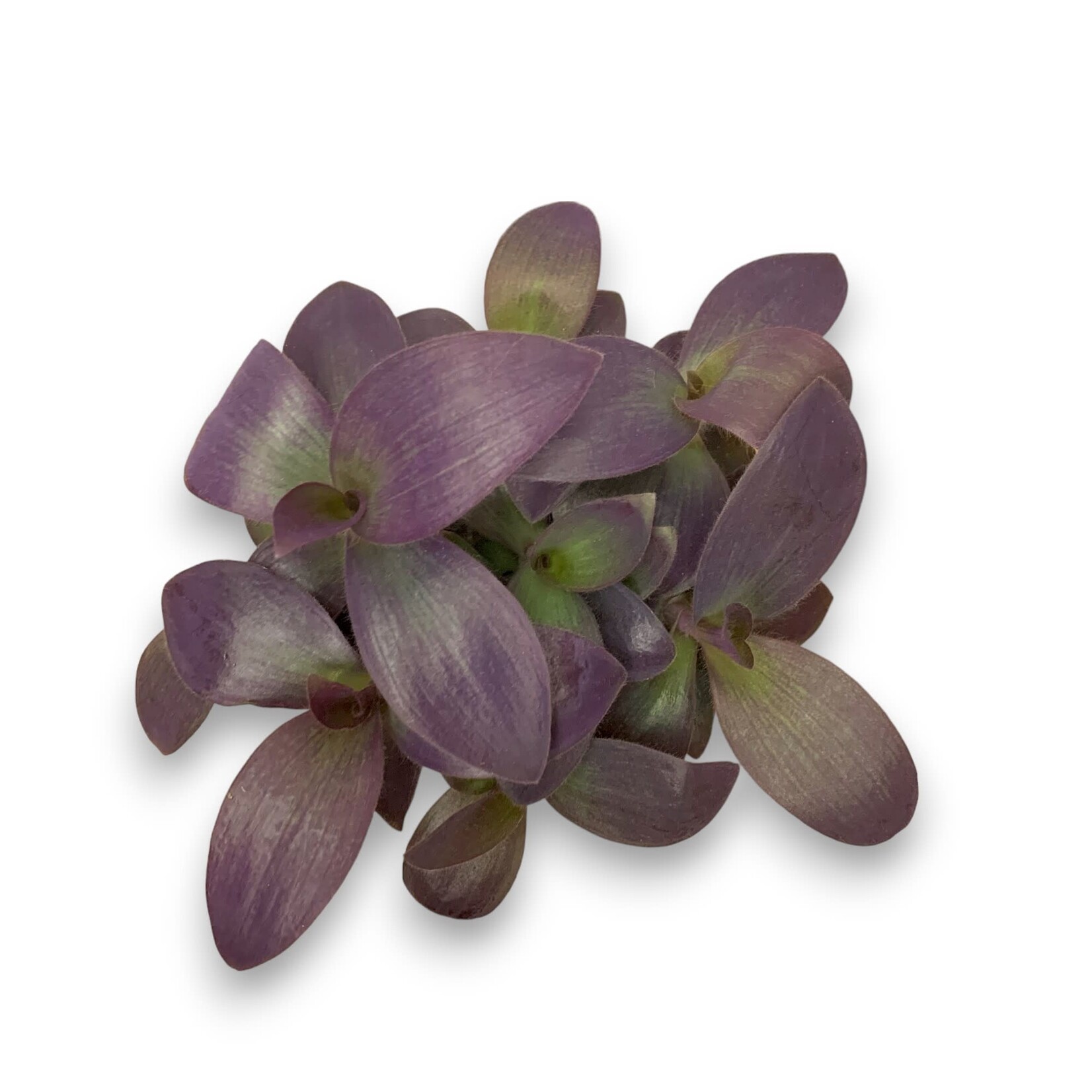 Planten Tradescantia pallida purple - Ø12