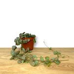 Planten Ceropegia woodii - Ø08