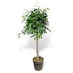 Planten Ficus Benjamina exotica - Ø27