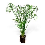 Planten Cyperus Glaber - Ø23