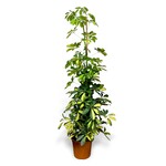 Planten Schefflera arboricola dalton - Ø21
