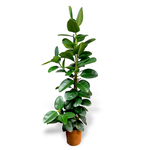 Planten Ficus elastica robusta  - Ø27