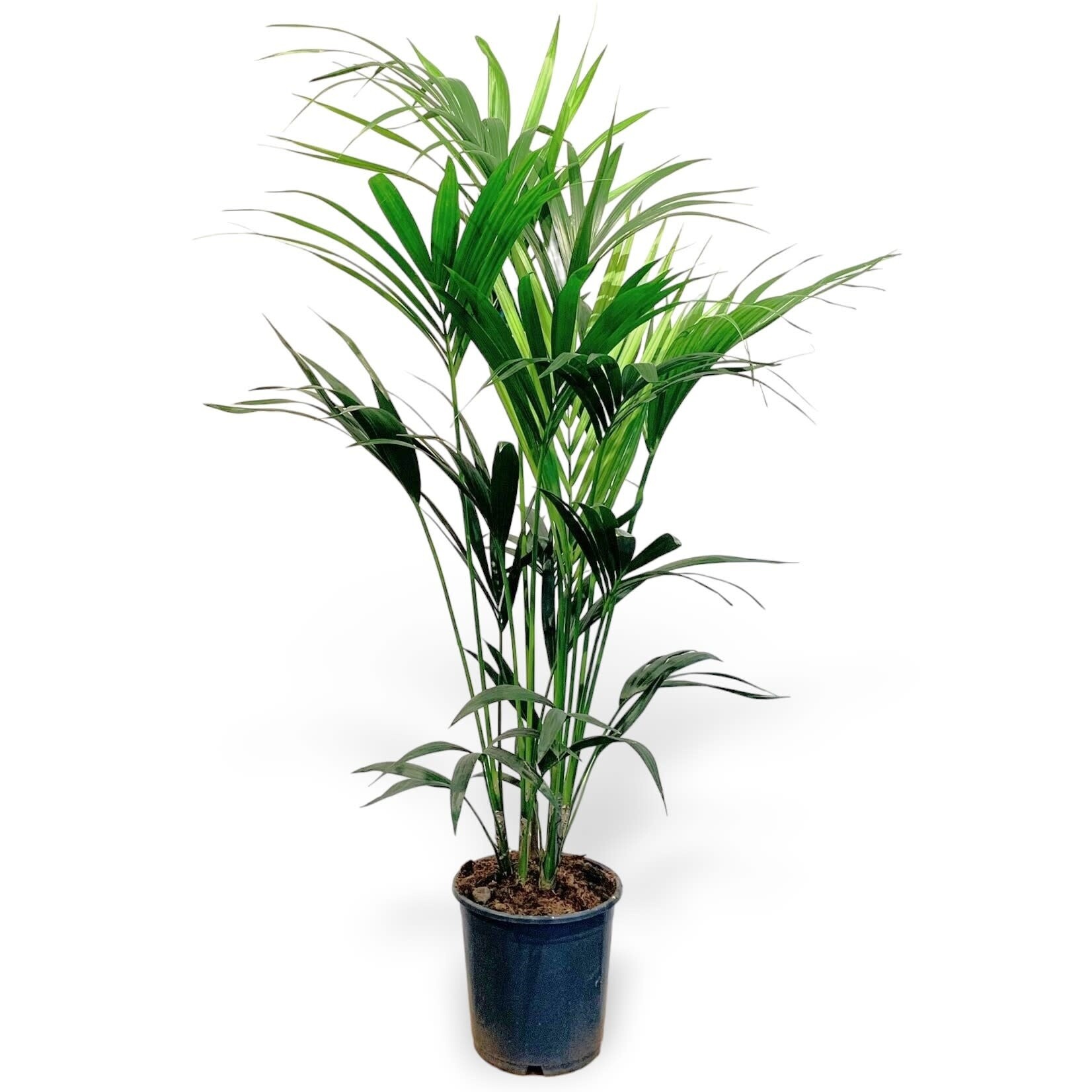 Planten Kentia palm - Ø24