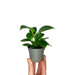 Planten Philodendron birkin - Ø06