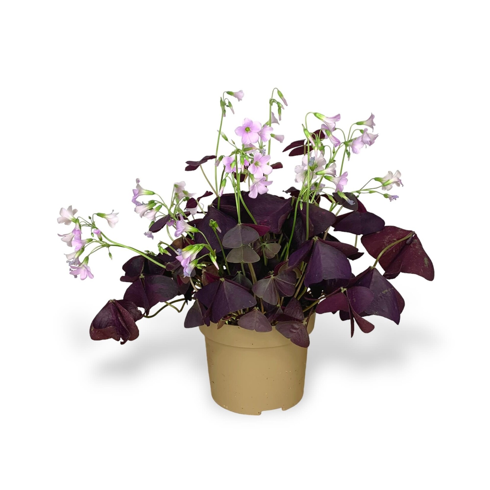 Planten Oxalis triangularis rood  - Ø12