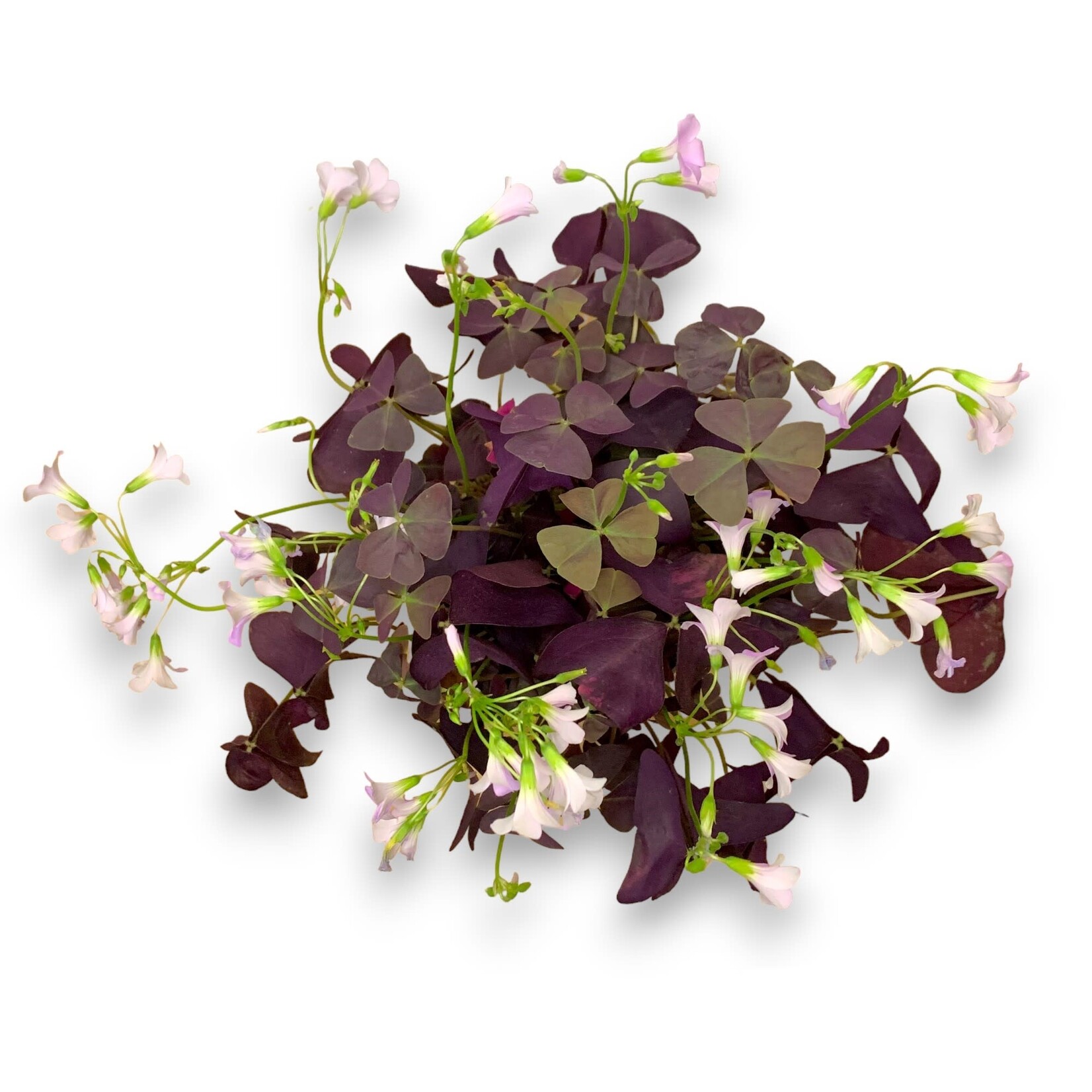 Planten Oxalis triangularis rood  - Ø12
