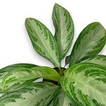 Planten Aglaonema silver bay - Ø17