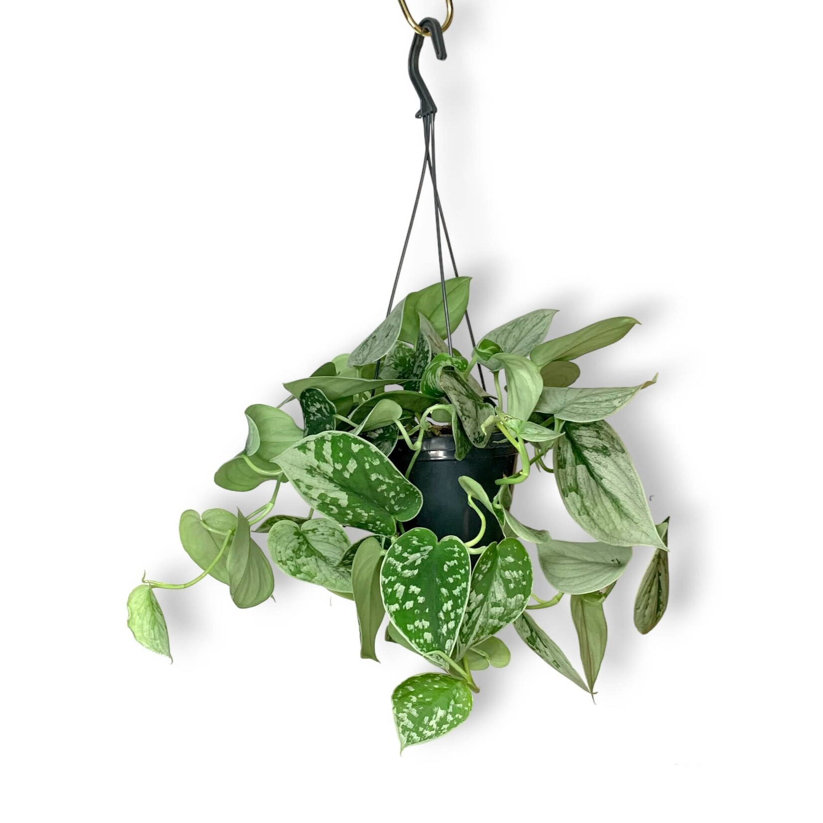 Planten Scindapsus pictus silvery ann - Ø14