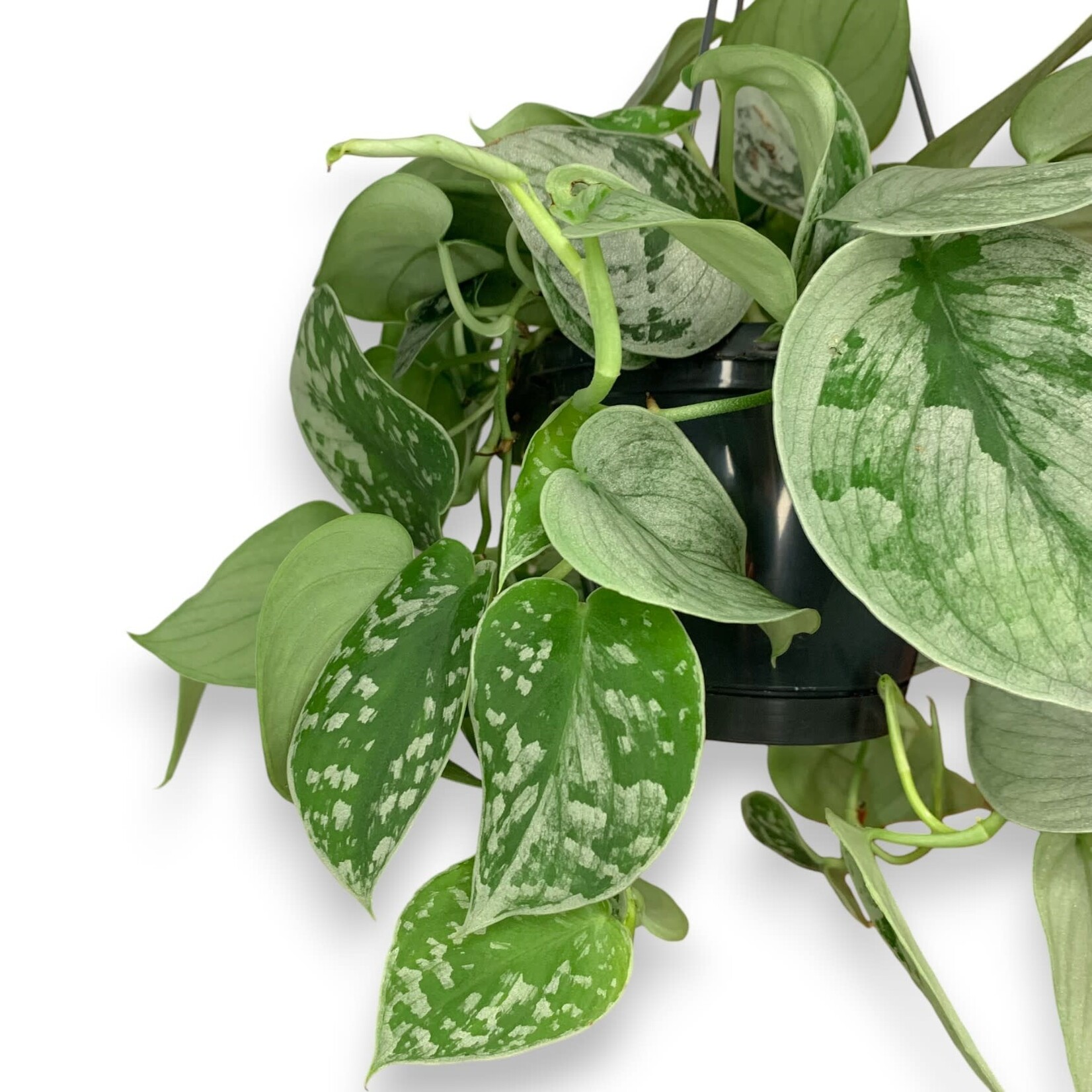 Planten Scindapsus pictus silvery ann - Ø14