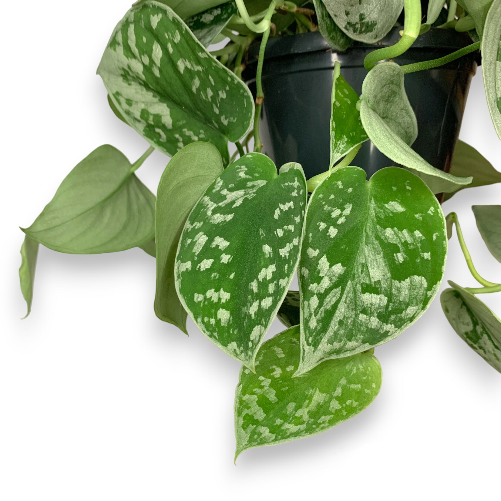 Planten Scindapsus pictus silvery ann - Ø14