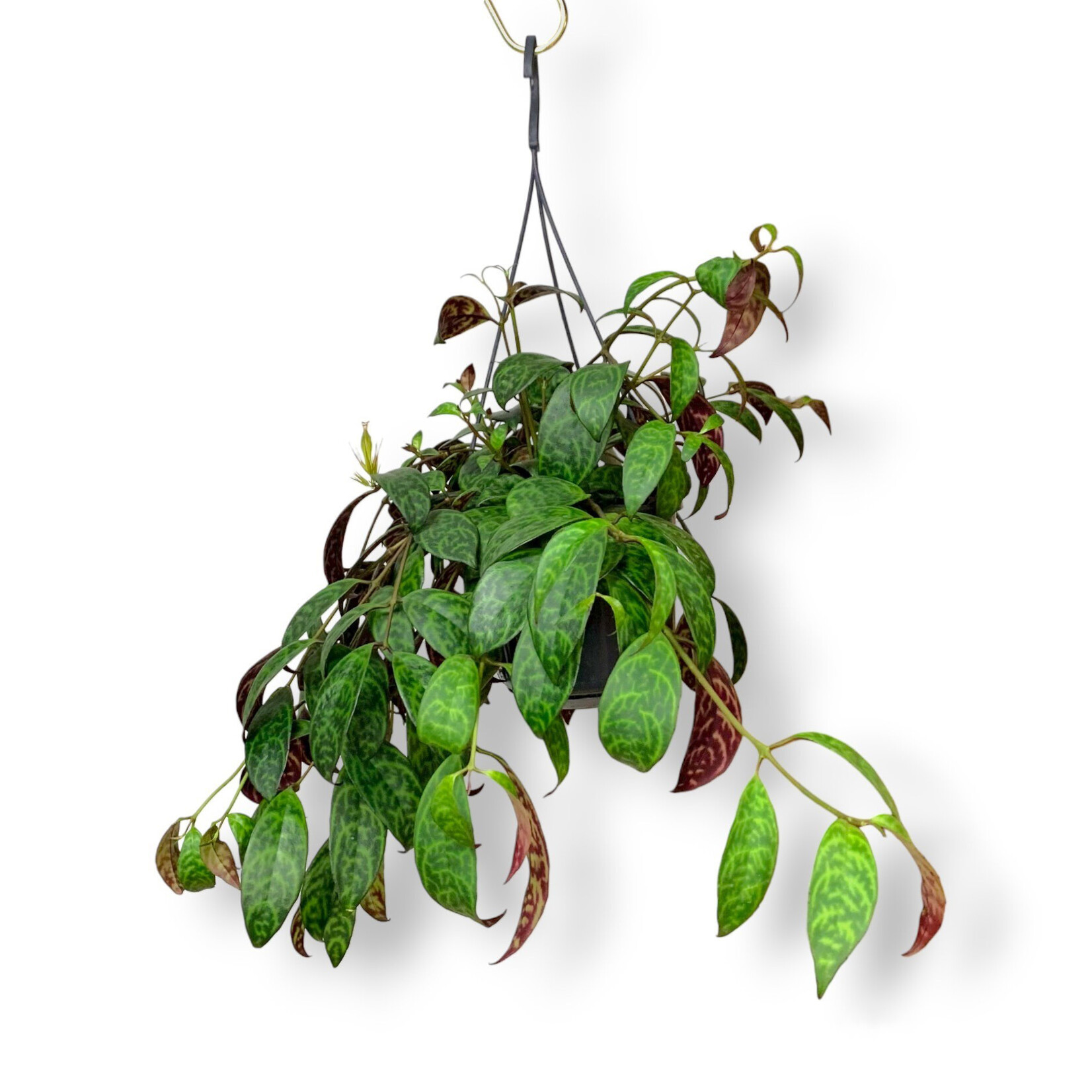 Planten Aeschynanthus marmorata - Ø15