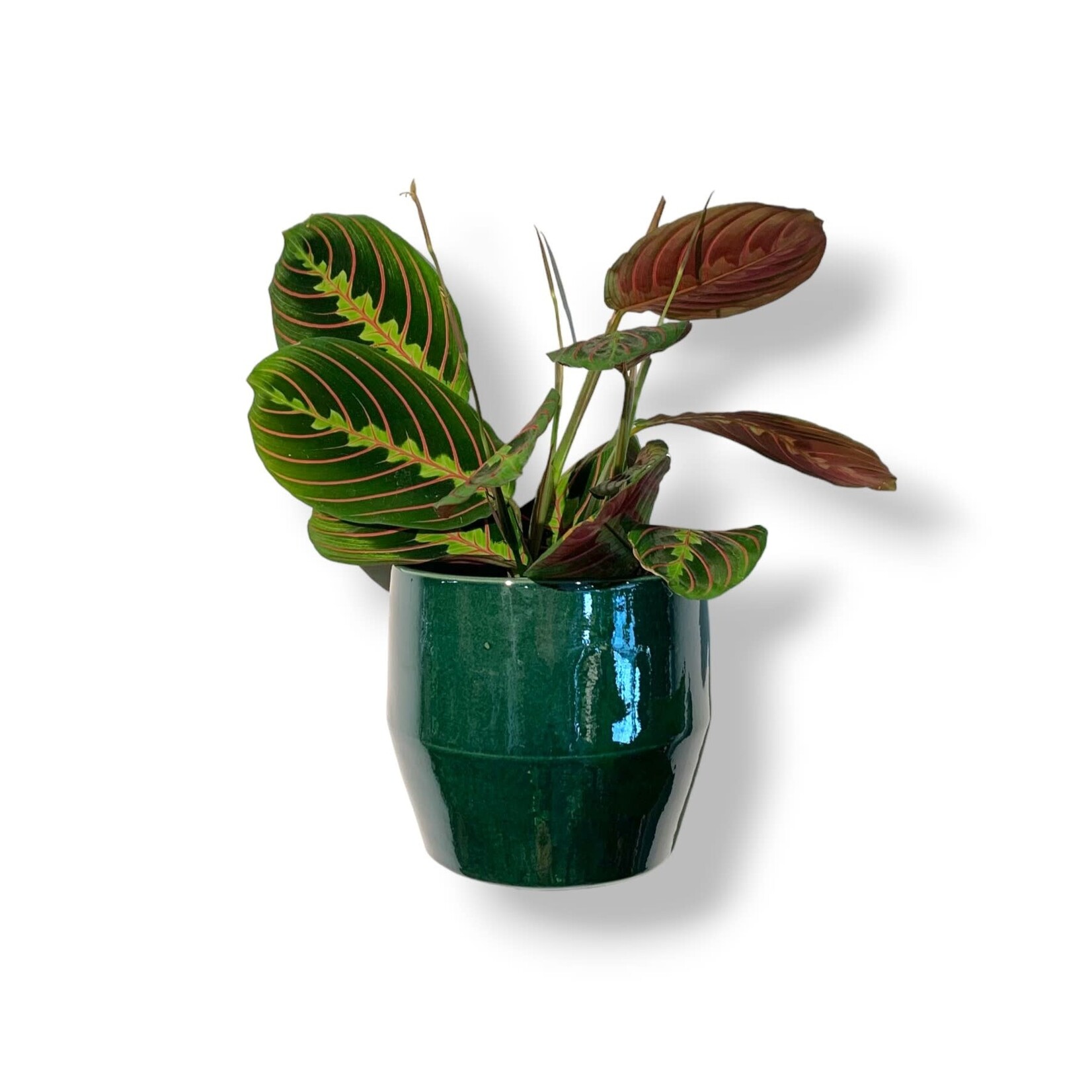 Cocoon Muurpot donkergroen - Ø15