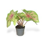 Planten Caladium miss muffet - Ø13