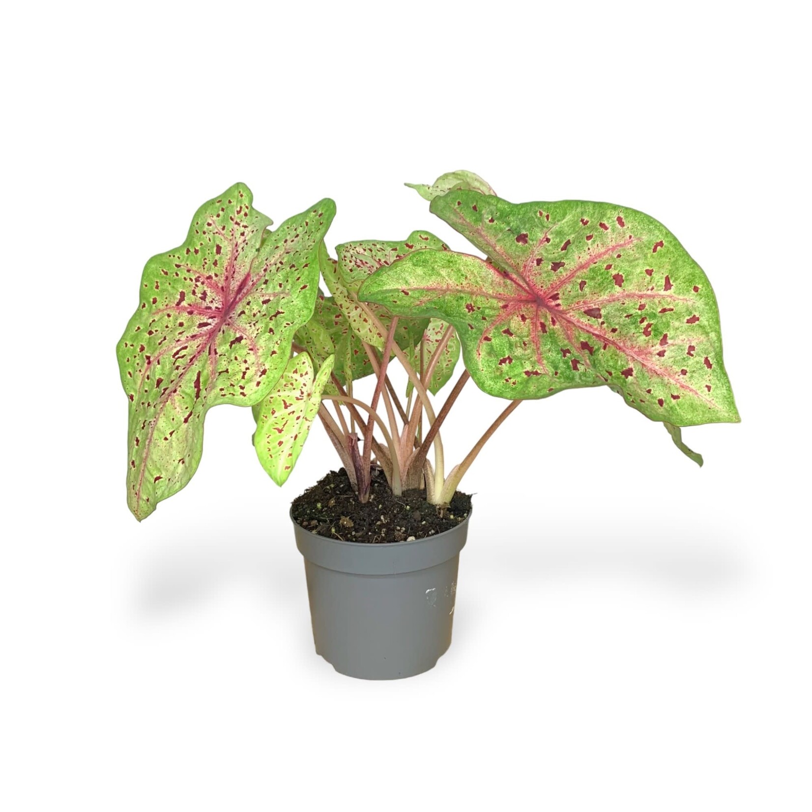 Planten Caladium miss muffet - Ø13