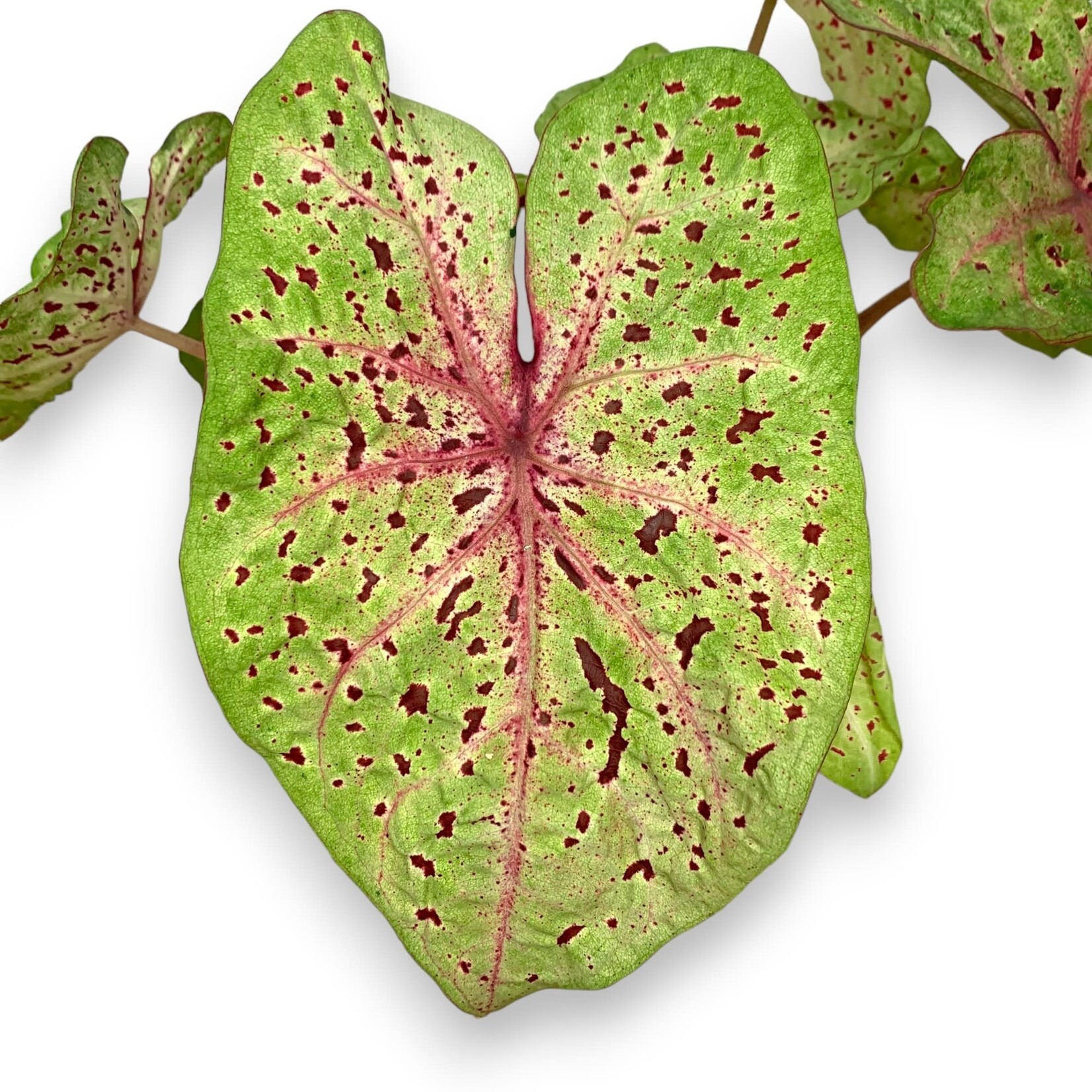 Planten Caladium miss muffet - Ø13