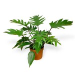 Planten Philodendron Mayoi - Ø19