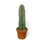 Planten Cereus cuddly cactus - Ø20