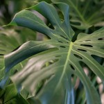Planten