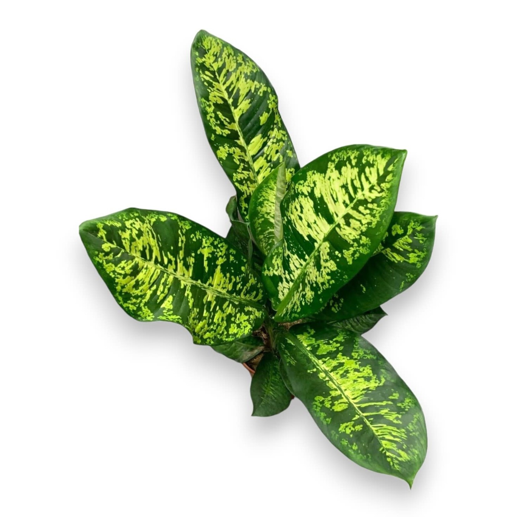 Planten Dieffenbachia seguine  crown - Ø24