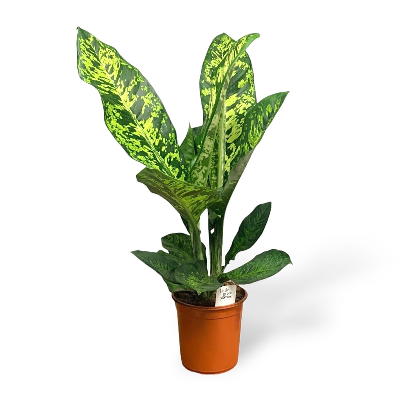Planten Dieffenbachia seguine  crown - Ø24