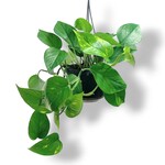 Planten Epipremnum aureum - Ø15