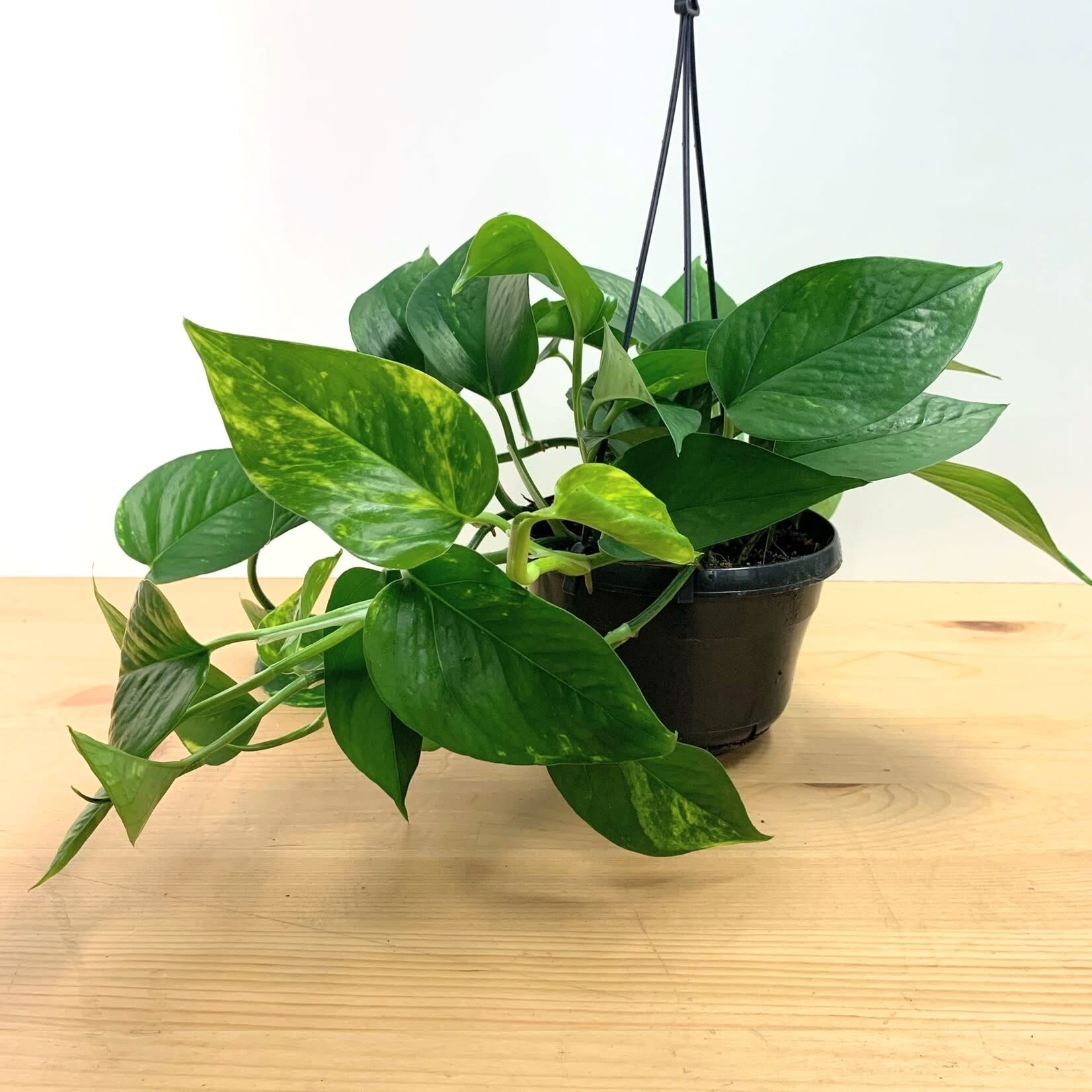 Planten Epipremnum aureum - Ø15
