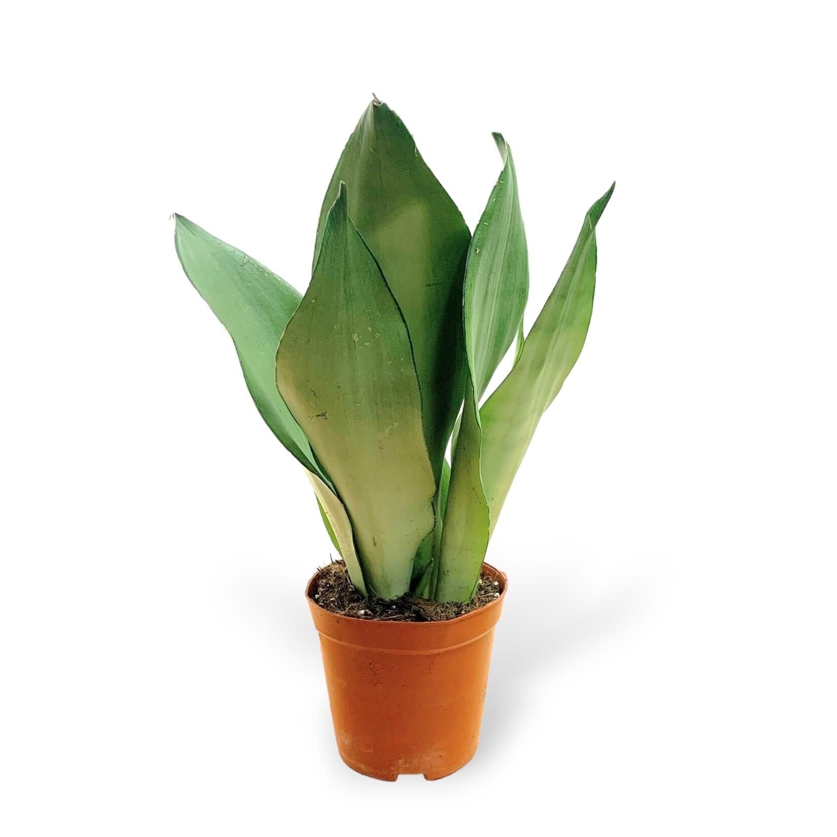 Planten Sansevieria moonshine - Ø12