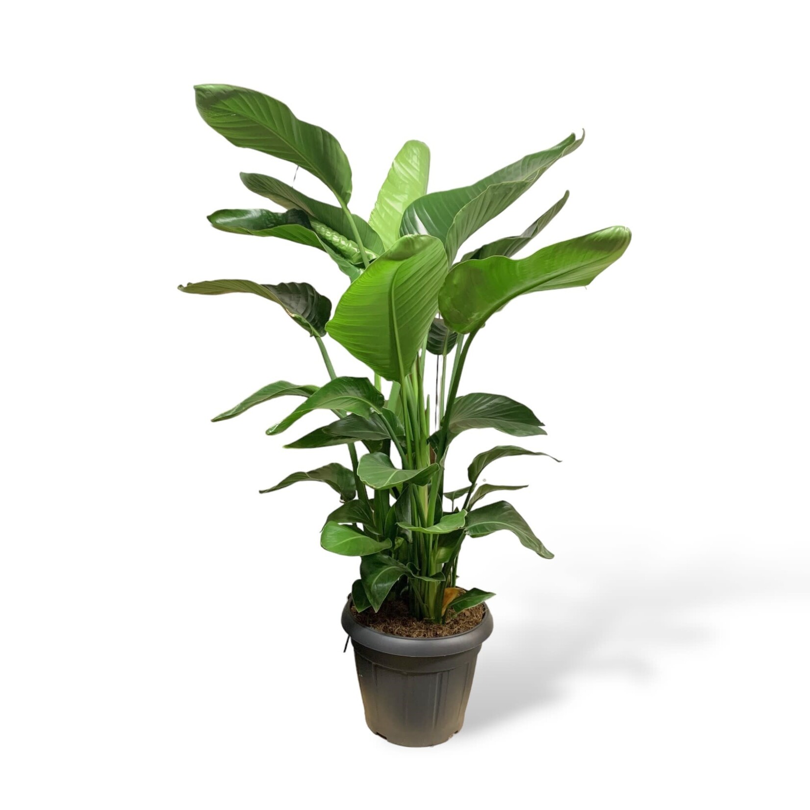 Planten Strelitzia nicolai - Ø35 H150