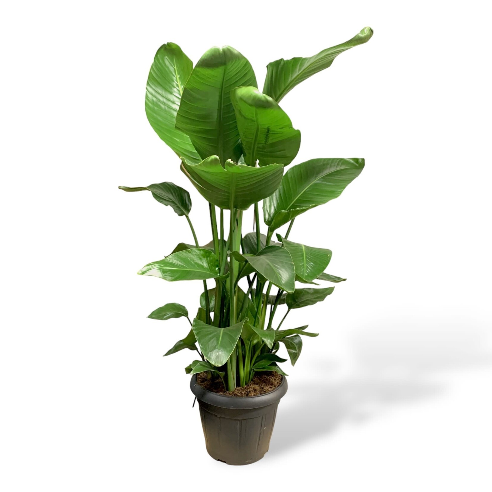 Planten Strelitzia nicolai - Ø35 H150