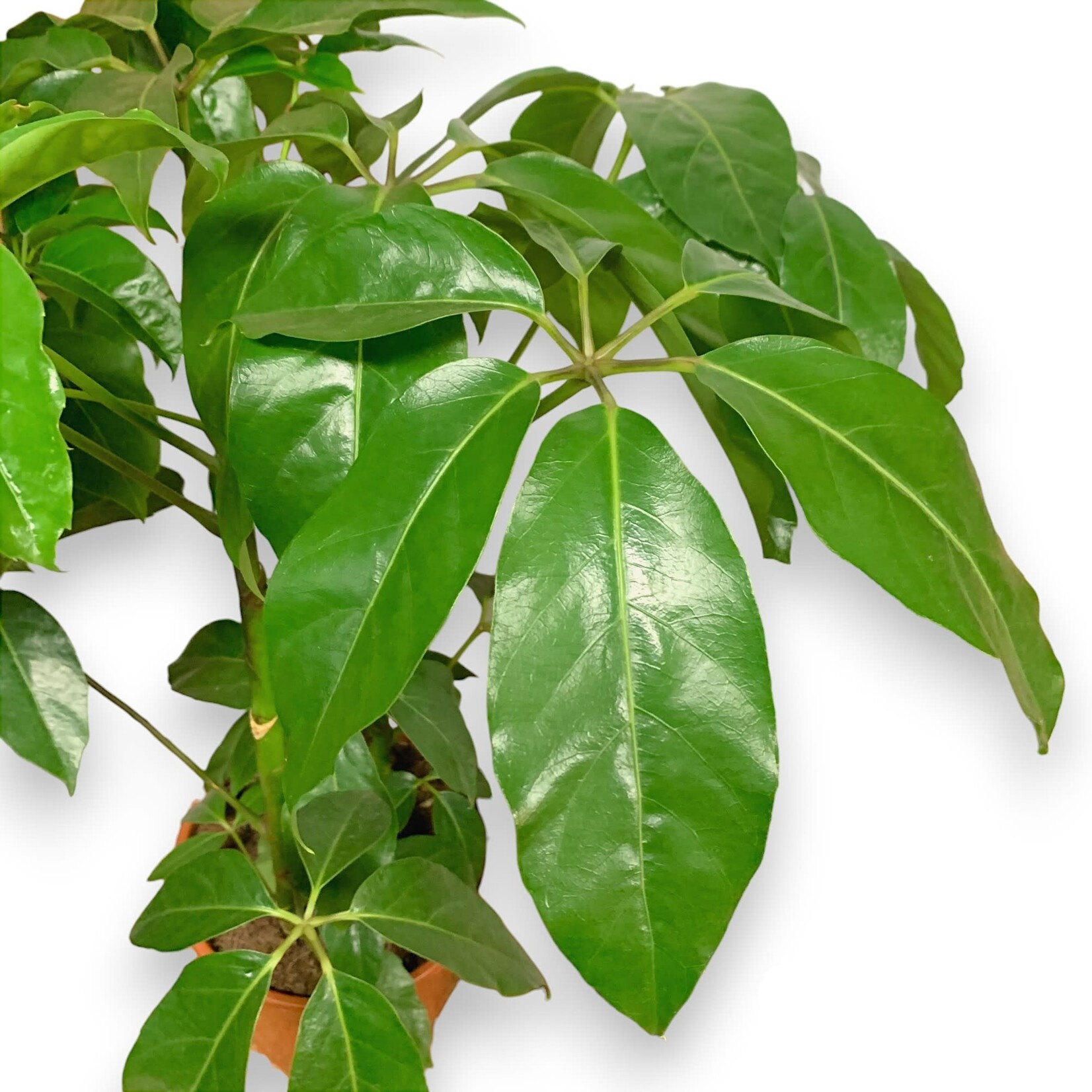 Planten Schefflera amate - Ø24