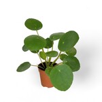Planten Pilea peperomioides - Ø05