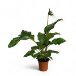 Planten Tacca black pearl - Ø17