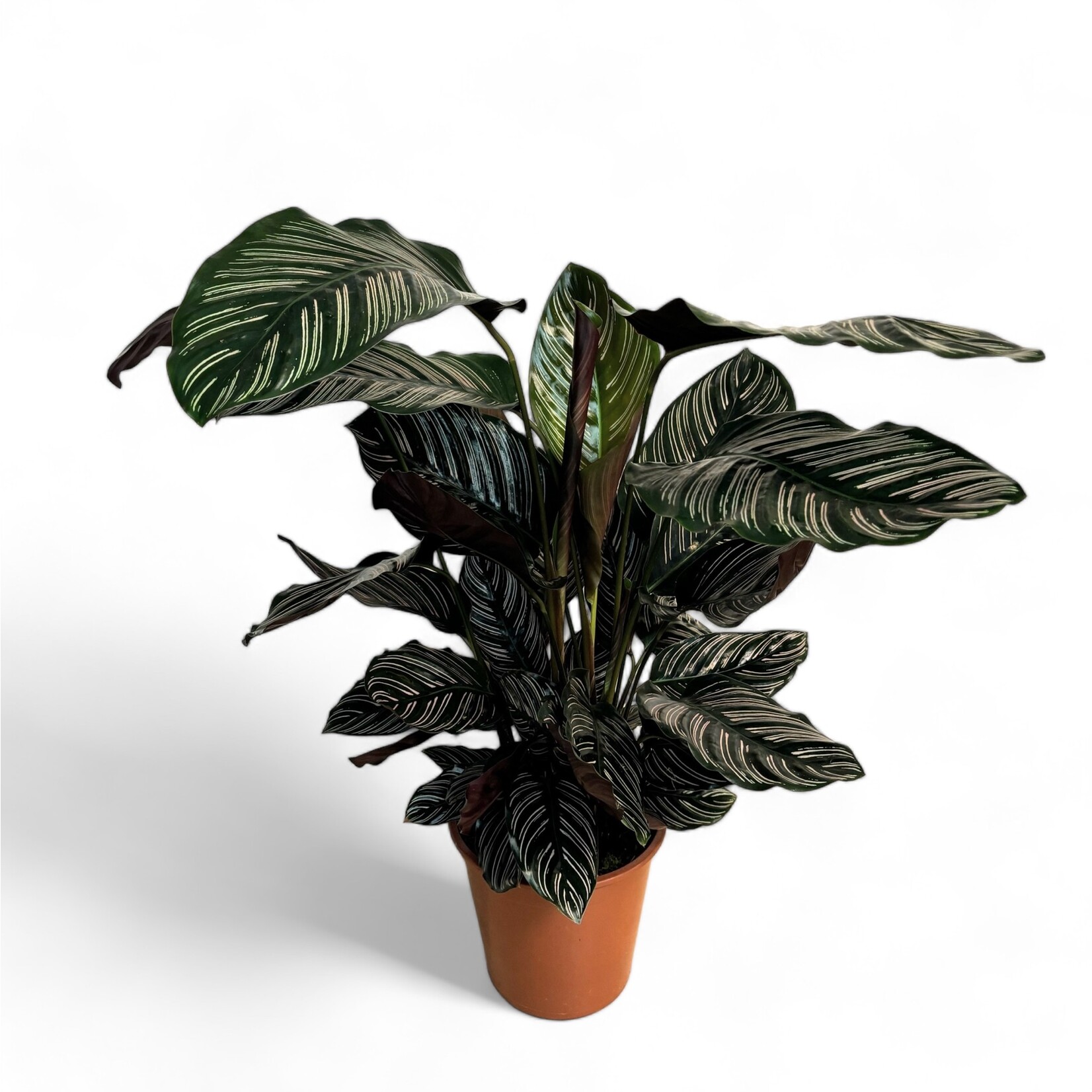 Planten Calathea ornata -  Ø19 cm