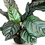 Planten Calathea ornata -  Ø19