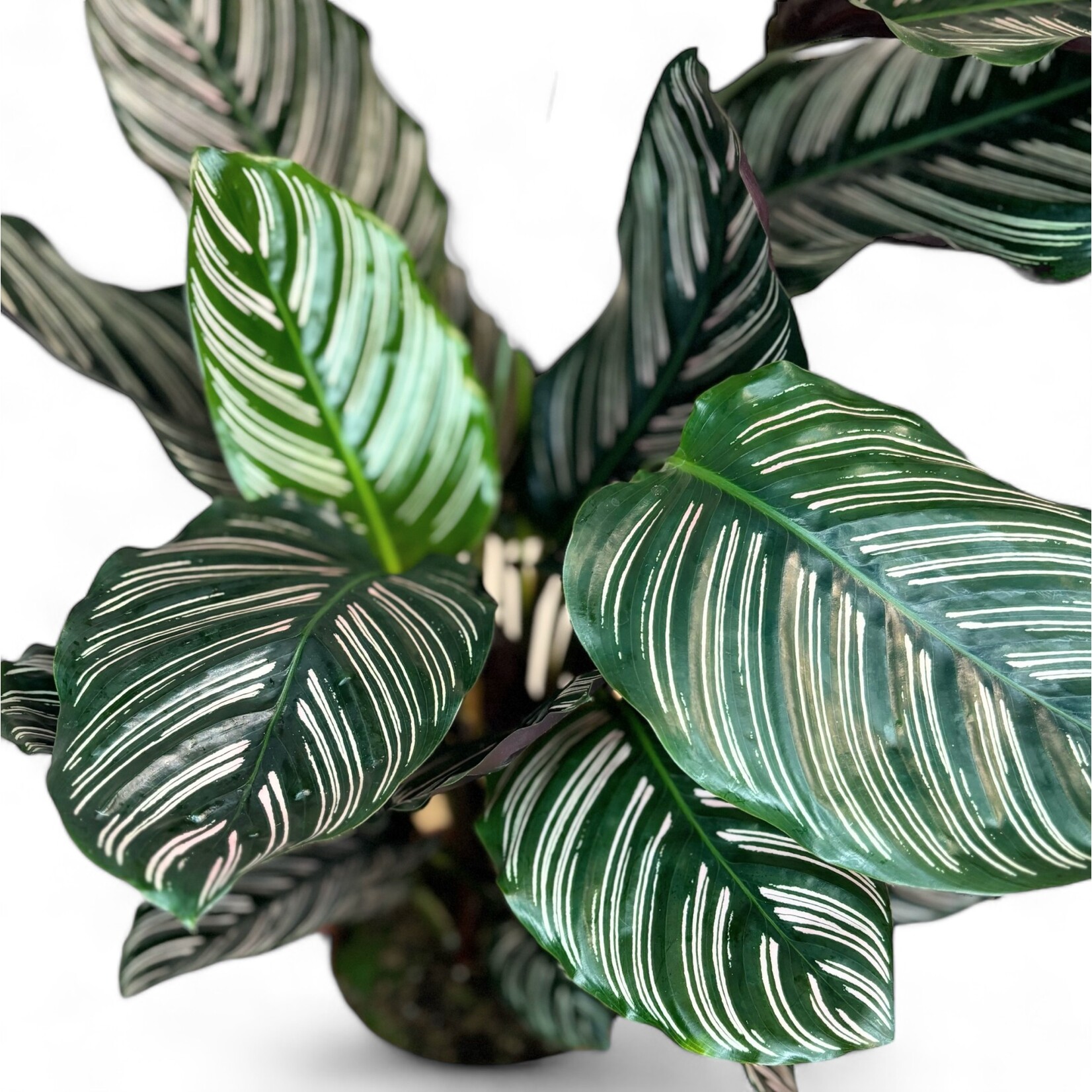 Planten Calathea ornata -  Ø19 cm