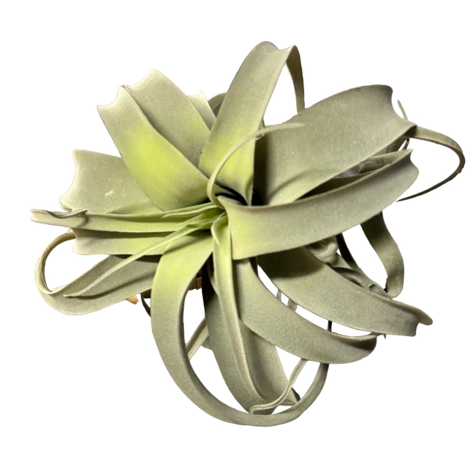Kunstplant Tillandsia