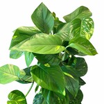 Planten Epipremnum aureum op mosstok - Ø19