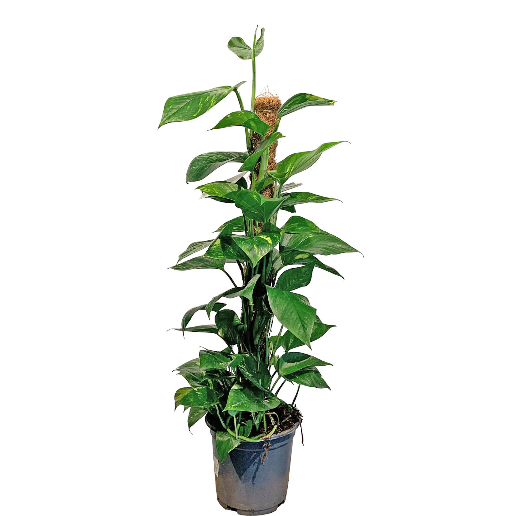 Planten Epipremnum aureum op mosstok - Ø19