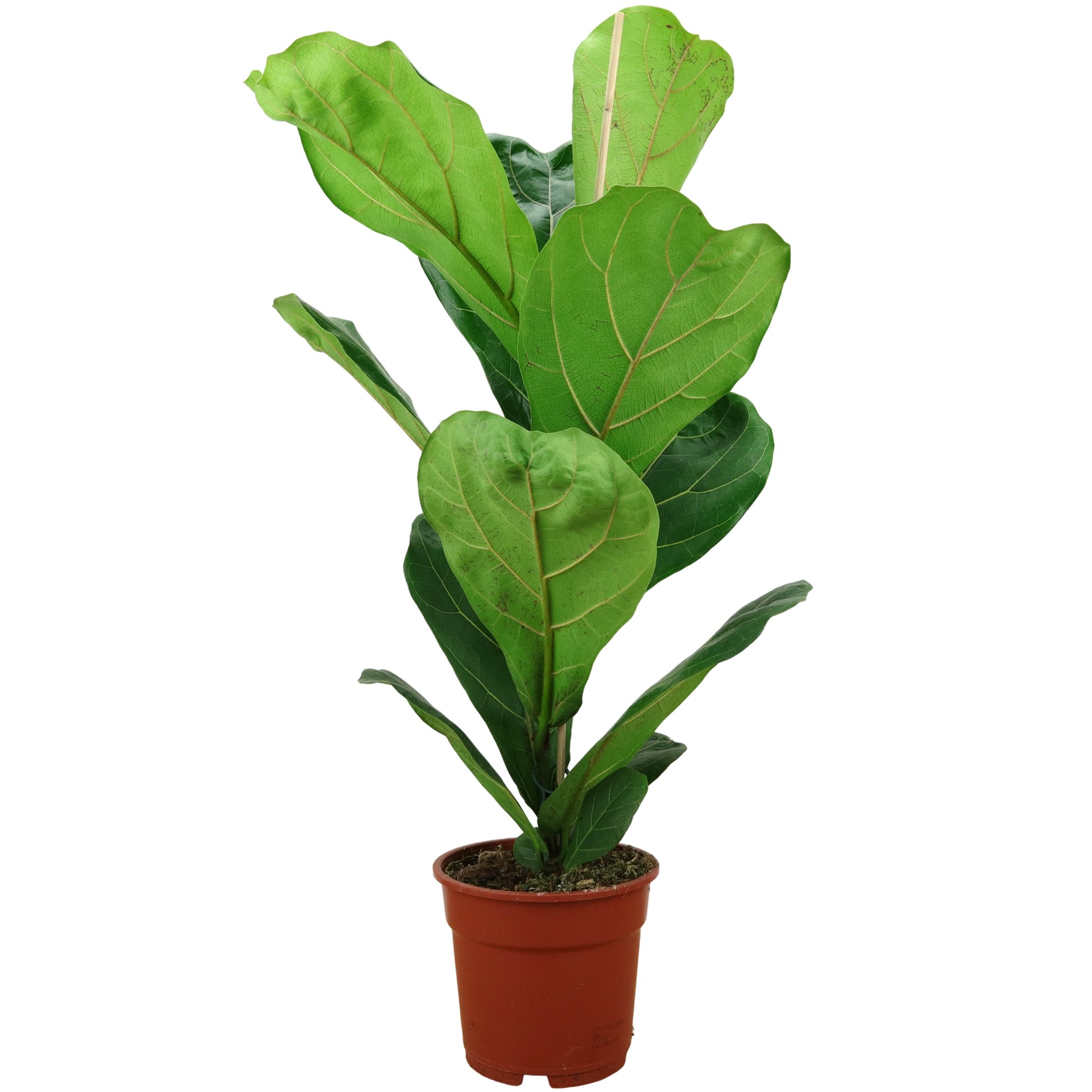 Planten Ficus lyrata - Ø17