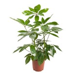 Planten Schefflera amate - Ø24